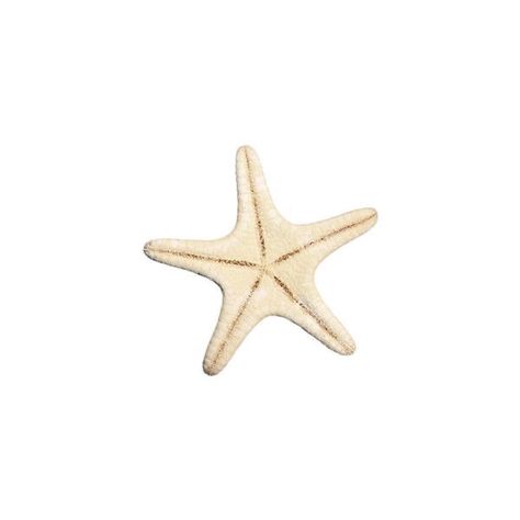 Starfish, Acne, Off White, Men And Women, Gucci, Luxury Fashion