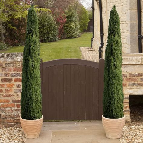 You Garden - Pair of Italian Cypress Trees 60-80cm Tall Ornamental Trees in 14cm Pots - Mediterranean Trees for UK Garden in Pots - Garden Ready Plants for Outdoor 2 x Italian Cypress Trees 80-80cm : Amazon.co.uk: Garden Mediterranean Trees, Bay Trees, Italian Cypress Trees, Big Pots, Mediterranean Gardens, Italian Cypress, Bay Tree, Fire Pit Landscaping, Banana Plants