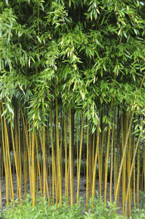 Bamboo: the new trend for your garden | My desired home Yard Plants, Bamboo Trees, Yellow Bamboo, Bamboo Garden, Bamboo Tree, Evergreen Plants, Garden Deco, Bamboo Plants, Hardy Plants