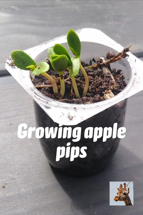 Apple seedlings grown from pips Growing Apple Trees, Apple Tree From Seed, Apple Core, Growing Fruit Trees, Simple Science, Tree Study, Science Activity, Apple Seeds, Easy Science