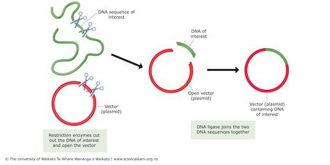 Cloning Plants, Dna Ligase, Dna Cloning, Dna Sequence, Plant Lighting, Open Up, The Two, Cut Out, Quick Saves