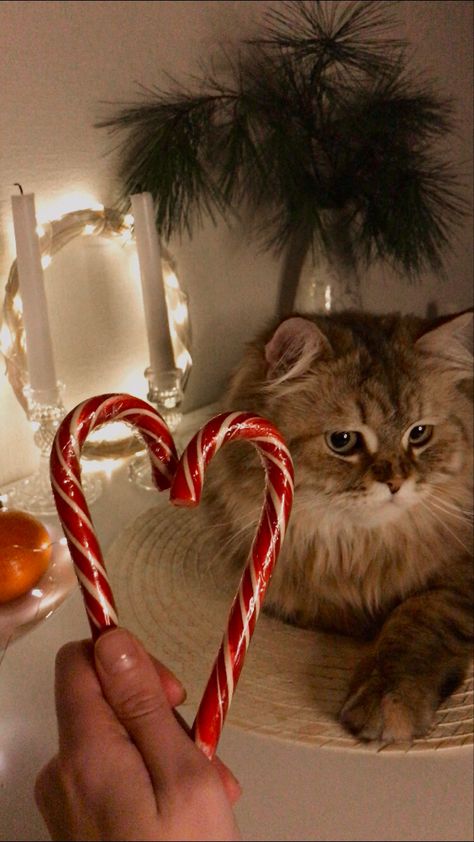 Christmas Kittens Cute, Christmas Cat Photoshoot, Winter Nails Snow, Aesthetic Winter Nails, Christmas Aesthetic Photos, Winter 2023 Fashion Trends, Cute Christmas Animals, Winter Wonderland Christmas Tree, Wonderland Christmas Tree