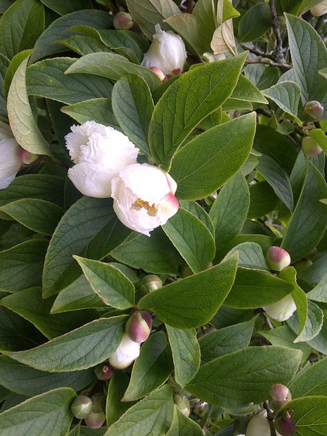 Japanese stewartia is one. Seven Son Flower Tree, Japanese Stewartia, Stewartia Tree, Gorgeous Trees, Part Shade Flowers, Yard Makeover, Front Yards, Shade Flowers, Ornamental Trees