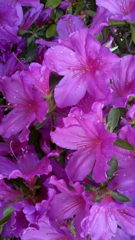 Azaleas  -  my mother's favorite flower.  Every spring when the azaleas bloom I see her smiling face and tears come to my eyes. Have A Wonderful Evening, Beautiful Purple Flowers, Azalea Bush, Bonsai Tree Types, Flower Types, Azalea Flower, Plantas Vs Zombies, Indoor Bonsai, Purple Garden