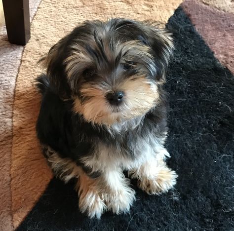 My little Morkie, Kaci, just 12 weeks old. Morky Dogs, Morkie Haircut, Morkie Haircuts, Shorkie Dogs, Yorkie Puppy Care, Yorkie Poo Puppies, Morkie Puppy, Morkie Dogs, Cute Fluffy Puppies