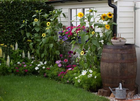 Garden Border Plants, Planting Schemes, Garden Escape, Cottage Garden Plants, Garden Solutions, Sunflower Garden, Gravel Garden, Real Homes, Side Garden