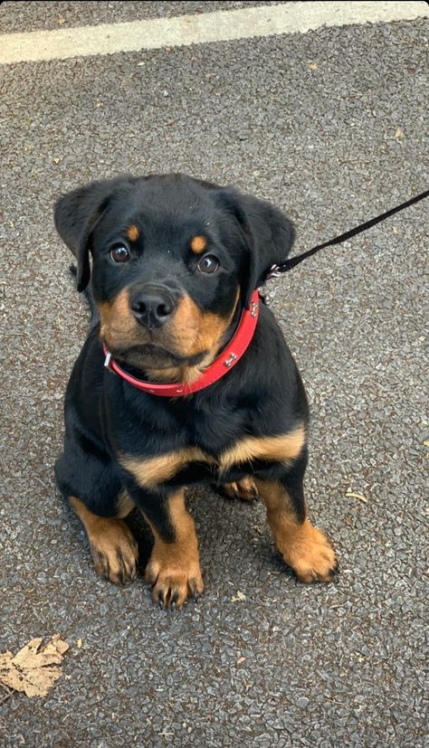 Rottie Rotweiler Pup Aesthetic, Rotwiller Puppy, Rockweiler Puppy, Rot Weiler Puppy, Rot Weiler Puppies, Rotwiller Dog Puppies, Rottie Aesthetic, Rotwilers Puppys, Rotweiler Pup