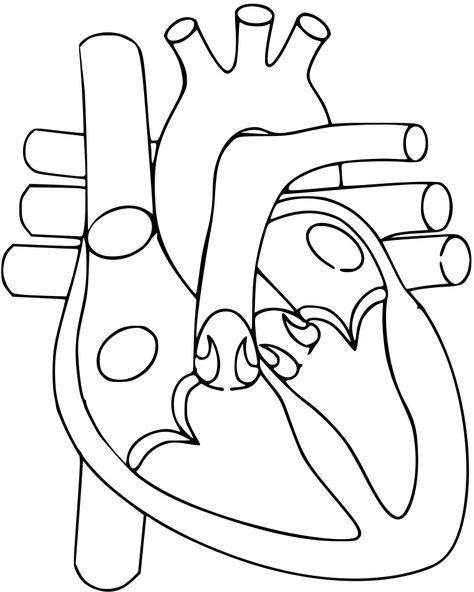 Heart - File:Heart.svg - Wikimedia Commons Human Heart Diagram, Easy Heart Drawings, Biology Drawing, Human Heart Drawing, Biology Diagrams, Human Heart Anatomy, Learning Psychology, Heart Diagram, مشروعات العلوم