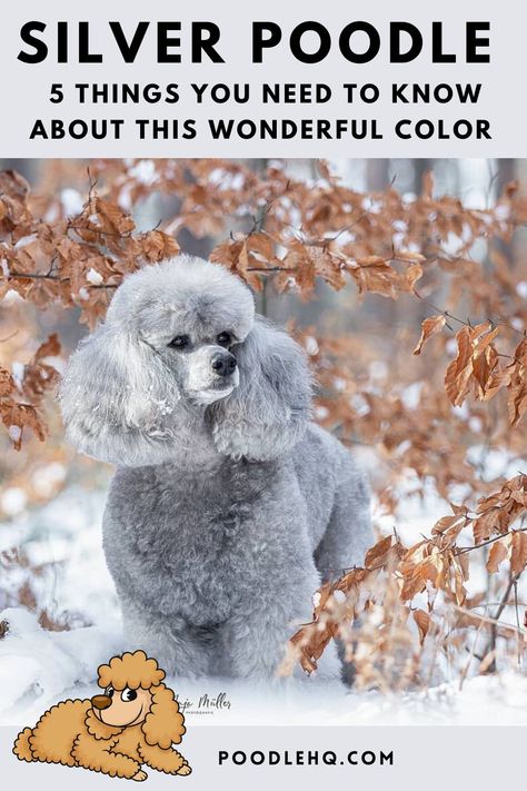 This and much more about poodles and poodle colors on poodlehq.com #poodle #poodles #poodlelove #poodlemania #poodlepower #poodlelife #pudel #whitepoodle #poodlelove #poodleaddict #poodleart #poodlealltheway #poodledogs #poodlelife #poodleoftheday #poodle #poodlesofficial #poodlesareagirlsbestfriend #poodlesanddoodles #apoodleslife #apoodlestales #apoodlesworkisneverdone #apoodlestale #apoodlesbestfriend #poodlepuppy #poodlepuppies Silver Standard Poodle, Silver Toy Poodle, Toy Poodle Haircut Styles, Poodle Colors, Extraordinary Animals, Toy Poodle Haircut, Gray Poodle, Poodle Haircuts, Poodle Haircut Styles