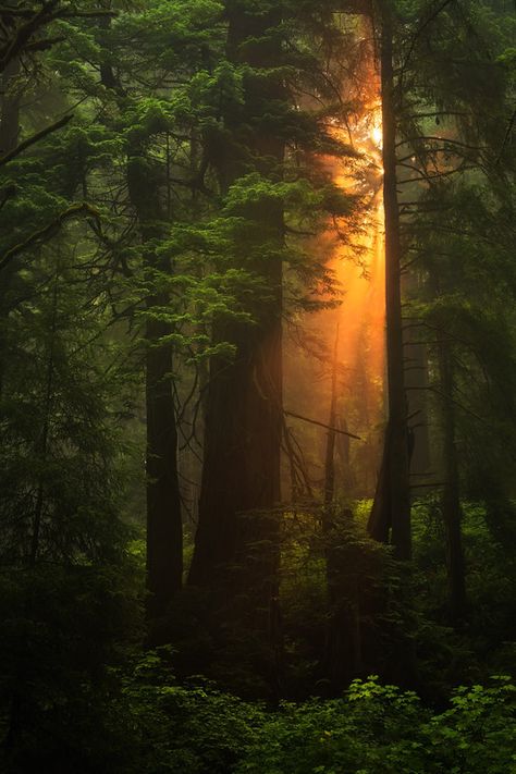 Woodland magic Woodland Aesthetic, Woodland Photography, Noah Kahan, Mystical Places, Deep Autumn, Redwood Forest, Forest Photography, Photography Workshops, Autumn Forest