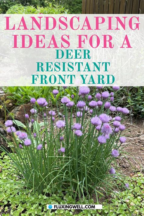 deer resistant landscaping ideas with perennial plants Deer Resistant Landscaping Ideas, Deer Resistant Landscaping, Low Maintenance Landscaping Front Yard, Deer Resistant Flowers, Deer Resistant Garden, Rhubarb Plants, Backyard Flowers Garden, Flowers To Grow, Berry Garden