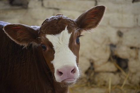 Animals In The Bible, Cows Mooing, Cow Photography, Cow Ears, Dairy Industry, Cow Pictures, Photos Of Eyes, Animal Symbolism, Skin Aging