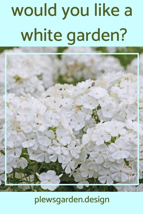 Design Tips and Ideas for creating a white garden or a white flower border A white garden filled with white flowers and flowering shrubs is many people’s dream garden. But how easy is it to achieve without the planting appearing bland? And are there white flowers for the winter months or would this be a summer garden only? Click the link to find out more & be inspired! White Flowers For Planters, White Perennial Flowers Full Sun, White Flower Border, White Perennial Flowers, White Flowers Garden, White Flowering Plants, Perennial Ground Cover, Flowering Perennials, Tips Design