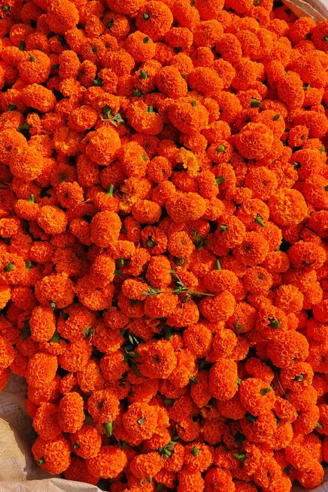 Marigolds Orange Aesthetics, Genda Phool, Marigold Flowers, Flowers Orange, Marigold Flower, Elements Of Nature, Beautiful Nature, Decorative Items, Orange