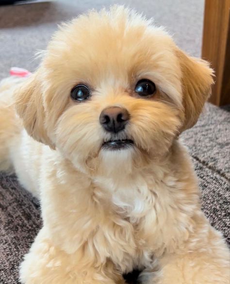 Korean Maltese Haircut, Lhasa Poo Puppies, Malshi Haircuts Teddy Bears, Maltipoo Teddy Bear Haircut, Maltese Poodle Haircut, Maltese Haircut Teddy Bear, Maltipoo Puppy Haircuts, Maltipoo Haircut Styles Teddy Bears, Malshi Haircuts