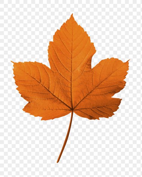 Autumn Png Aesthetic, Autumn Leaf Aesthetic, Autumn Stickers Aesthetic, Maple Leaf Aesthetic, Autumn Aesthetic Leaves, Lola Aesthetic, Fall Aesthetic Leaves, Fall Leaves Images, Fall Leaves Aesthetic