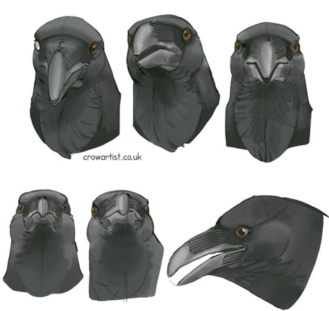 Crow Concept Art, Raven Anatomy, Crow Character Design, Crow Beak, Crow Head, Raven Head, Bird Anatomy, Crows Drawing, Comfort Hug