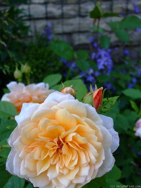 'Grace ® ™ (English Rose, Austin 2001)' rose, click to enlarge Grace Rose, Rose Photo, Rose Photos, English Rose, English Roses, Beautiful Roses, The Rose, Beautiful Flowers, Austin