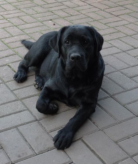 Beverly Core, English Black Lab, Labrador Nero, Labrador Noir, English Labrador, Black Labs Dogs, Big Dog Breeds, Lab Dog, Dog Mommy