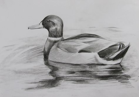 A Duck Drawing, Duck Sketch Pencil, Duck Drawing Sketches, Duck Pencil Drawing, Ducks Drawing, Duck Draw, Duck Drawings, Duck Sketch, Draw A Duck