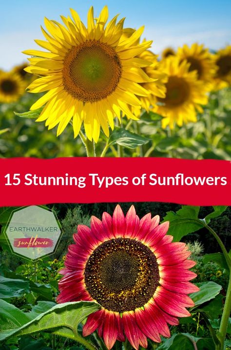 Types Of Sunflowers Flowers, Sunflower Types, Sunflower Facts, Sunflower Varieties, Garden Sunflowers, Perennial Sunflower, Types Of Sunflowers, Growing Sunflowers, Giant Sunflower