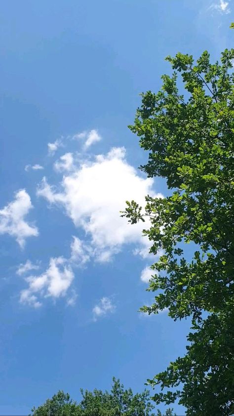 Bird Soaring, Sky Images, Sky Photography Nature, Free Bird, The Blue Sky, Japon Illustration, Sky Pictures, Landscape Photography Nature, Images Esthétiques