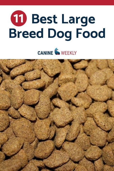 Dog Food Recipes For Large Breeds, Best Puppy Food For Large Breeds, Best Dry Dog Food Brands, Breeding Dogs, Best Dry Dog Food, Best Dog Food Brands, Pitbull Dogs, Large Breed Dogs, Dog Wellness