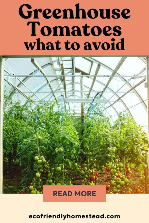 tomato garden tips Growing Tomatoes In Greenhouse, Greenhouse Tomatoes, Tomato Growing, Fruit Growing, Eco Friendly Garden, Wild Weather, Greenhouse Growing, Small Greenhouse, Greenhouse Plans