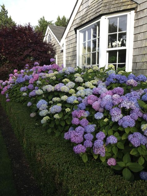 Boxwood Landscaping, House Gardening, Hydrangea Landscaping, Garden Paradise, Hydrangea Garden, Front Landscaping, Secret Gardens, Front Yard Garden, Garden Borders