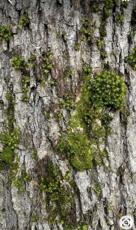 Bark Of Tree, Art Inspiration Photography, Moss Temple, Nature Patterns, Tree Bark Texture, Aesthetics Wallpaper, Bark Texture, Wallpaper Photography, Moss Garden