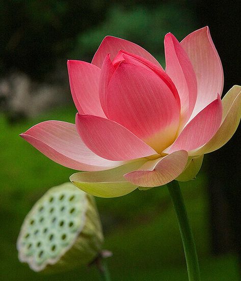 Lotus Flower Reference, Lotus Close Up, Lotus Flower Photo, Lotus Reference, Lotus Flower Aesthetic, Plants Reference, Lotus Photo, Flowers Reference, Bali Flowers