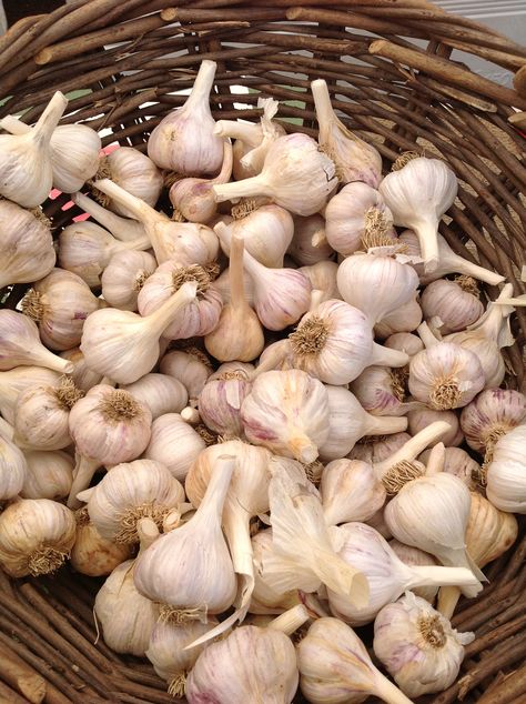 . Garlic Aesthetic, Mediterranean Life, Garlic Bulbs, 2024 Kitchen, Book Fanart, Garlic Bulb, Traditional Medicine, Vampire Slayer, Kitchen Garden