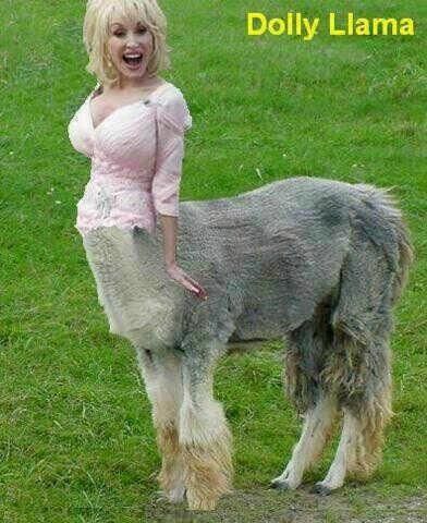 It's the Dolly Llama.