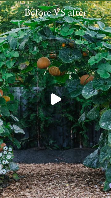 Pumpkin Arch Garden, Pumpkin Arch, Growing Pumpkins, Sugar Pumpkin, Gardening 101, Growing Tips, Fingers Crossed, Grow Your Own Food, Crossed Fingers