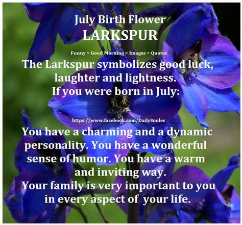 JULY BIRTH FLOWER     LARKSPUR Larkspur Flower Meaning, Larkspur Meaning, July Birth Flower Tattoo Larkspur, July Birth Flower Larkspur, July Birth Flowers, Leo Flower, Leo Element, July Birth Month, Leo Dates