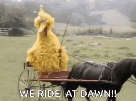 Buggy Horse And Buggy GIF - Buggy Horse And Buggy Big Bird - Discover & Share GIFs We Ride Till Dawn Funny, At Dawn We Ride, Big Bird Meme, We Ride At Dawn, Bird Gif, Funny Reaction, Horse And Buggy, Bird Hunting, Big Bird