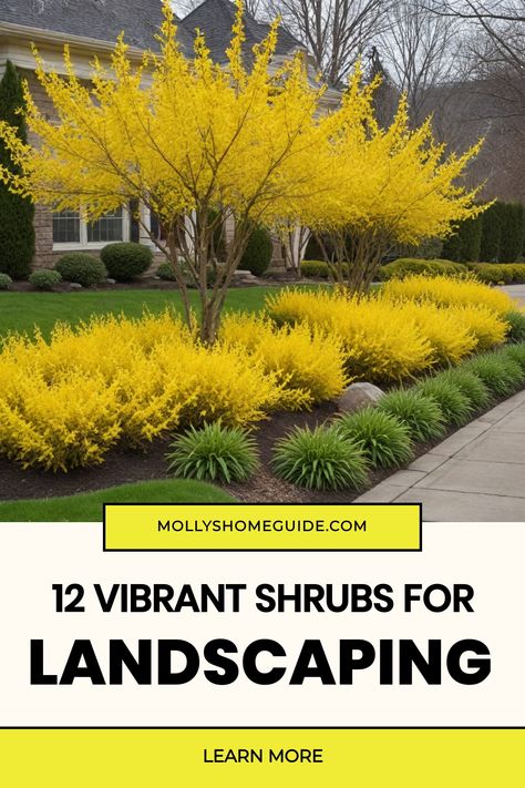 Discover the best shrubs for landscaping your outdoor space! Whether you're looking for low maintenance, evergreen, or flowering shrubs for hedges, we've got you covered. From shrubs for full sun to those perfect for partial shade, find the ideal plants to enhance your garden. Create beautiful curb appeal with shrubs for the front of the house or add interest to small spaces with dwarf evergreen options. Landscaping With Shrubs And Bushes, Golden Globe Arborvitae Landscaping, Simple Shrub Landscaping, Layered Shrubs Front Yards, Shrubs For North Side Of House, Front Yard Evergreen Landscaping Ideas, Bushes Along Driveway, Short Landscape Plants, Large Shrubs In Front Of House