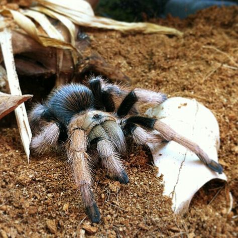 Aphonopelma chalcodes Arizona blonde tarantula Arizona Blonde Tarantula, Arthropods, Creepy Crawlies, Arachnids, Heart Eyes, Cool Pets, Spiders, Art Project, Bugs