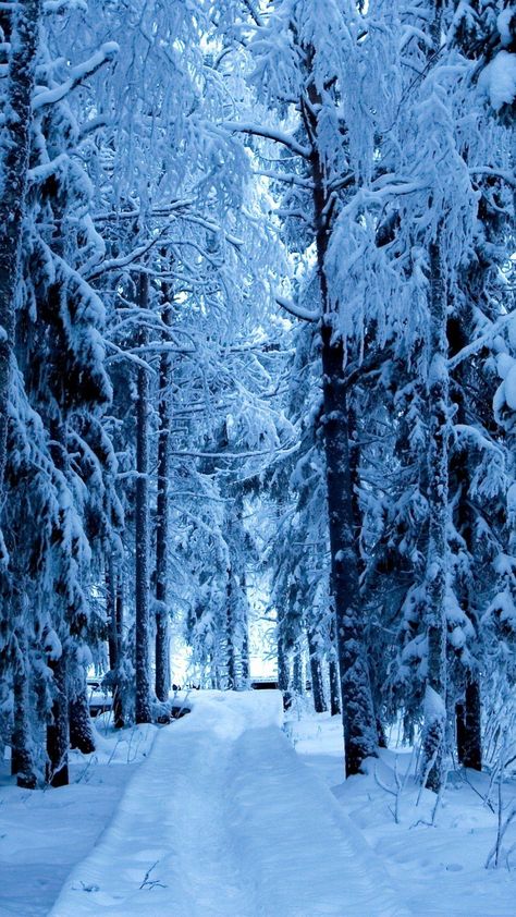 Snow Forest Blue Ice android wallpaper HD Snowfall Wallpaper, Christmas Wallpaper Laptop, Snow Wallpaper Hd, Galaxia Wallpaper, Winter Wonderland Wallpaper, 4k Wallpaper Android, Christmas Wallpaper Hd, Aesthetic Christmas Wallpaper, Wallpaper Estetika