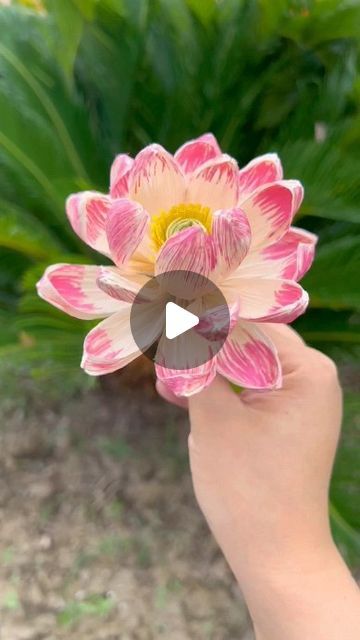 1,909 likes, 14 comments - paper.crafts.in em July 20, 2024: "Don't throw away the corn husks after eating. Fold them and you can make a very beautiful lotus flower. It's very beautiful. Come and try it with me #parentchildcraft #changewasteintotreasure #kindergartencraft #wasteutilization #creativecraft #diycrafts #ecofriendlycrafts #upcycling #kidscrafts #familyfun". Ecofriendly Crafts, Corn Husk Crafts, Beautiful Lotus Flower, Corn Husks, Easy Craft Ideas, Corn Husk, Kindergarten Crafts, Creative Crafts, Lotus Flower