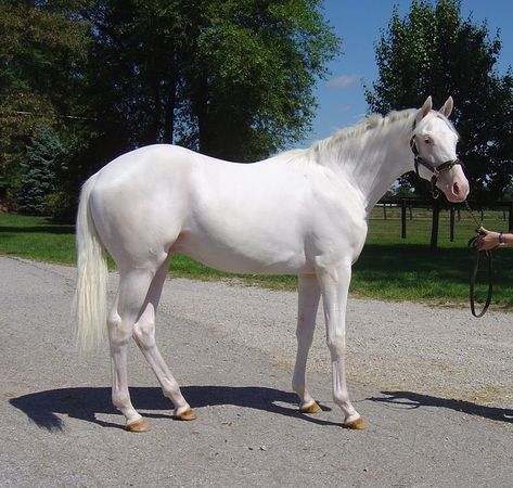 Albino Horse, Thoroughbred Stallion, Faster Horses, Horse Pics, Sport Of Kings, Horse Boarding, Race Horses, Thoroughbred Horse, White Horses