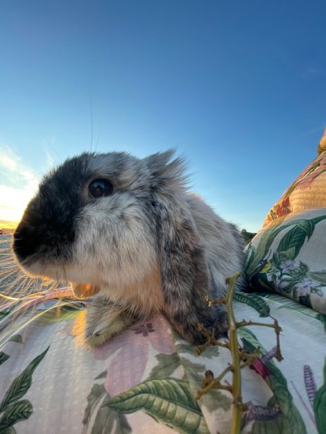 bunny on the beach Bunny On The Beach, At Beach Aesthetic, Different Types Of Aesthetics, Cute Bunny Rabbit, Types Of Aesthetics, Beach Bunny, Beach Aesthetic, Cute Bunny, Bunny Rabbit