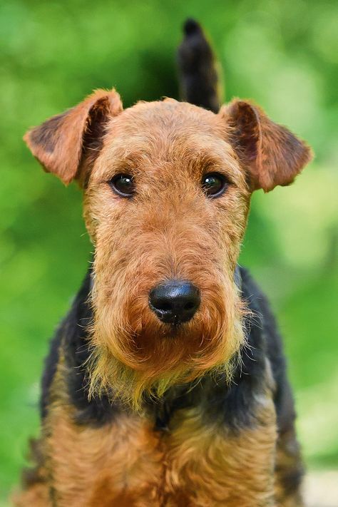 Headstrong little characters that turn heads wherever they go, Welsh terriers might look like miniature Airedales, but they have a personality entirely of their own, finds Katy Birchall. Photographs by Joe Bailey. Welch Terrier, 007 Casino Royale, All Breeds Of Dogs, Manchester Terrier, Welsh Terrier, Terrier Breeds, Airedale Terrier, Types Of Dogs, Dog Id