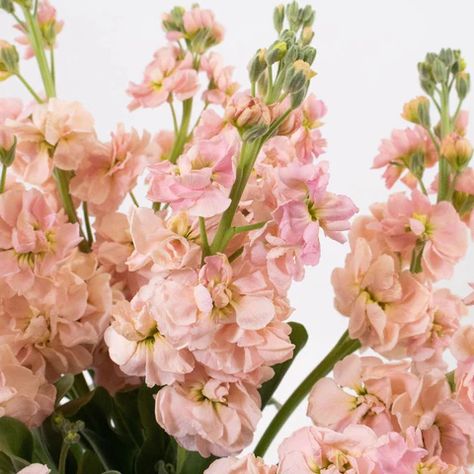 Peach Stock Flower, Pink And Peach Flowers, Stock Flower Bouquet, Pink Stock Flower, Light Pink Wedding Flowers, Pink Flowers For Wedding, Peach Stock, November Flower, Dianthus Flowers