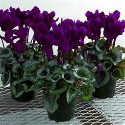 For winter in place of Salvia Farinacea by gravel Cyclamen Flower, Flower In A Pot, Bonsai Flower, Garden Plant Pots, Balcony Plants, Winter Plants, Home Garden Plants, Perennial Herbs, Bonsai Garden