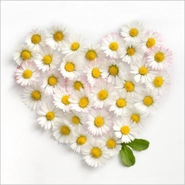 Lo que se ama con el corazón jamás se olvida. 💋 Happy Daisy, Oopsy Daisy, Daisy Mae, Daisy Love, Heart Images, Daisy Chain, Lily Rose, Heart Art, Daisy Flower