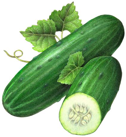 Food illustration of a whole cucumber and a cut half cucumber with leaves. Cucumber Painting, Green Drawing Ideas, Cucumber Illustration, Cucumber Art, Vegetable Drawing, Cucumber Canning, Vegetable Art, Vegetable Painting, Pumpkin Risotto