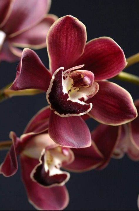 My World of Colours Burgundy Orchid, Marsala Color, Burgundy Roses, Color Of The Day, Orchids Garden, Color Me Beautiful, Roses Pink, Pink Orchids, Color Balance