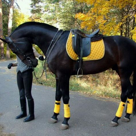 Yellow tack, black horse Cai Sălbatici, Rasy Koni, Horse Fashion, Horse Gear, Black Horses, Animale Rare, Horse Crazy, Horse Equestrian, Cute Horses