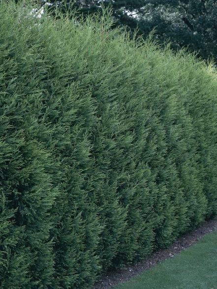 Liven up your yard and add shade quickly with these fast growing trees. Screen Trees, Leland Cypress, Tall Fence, Privacy Fence Landscaping, Privacy Hedges, Yard Privacy, Privacy Screening, Privacy Ideas, Leyland Cypress